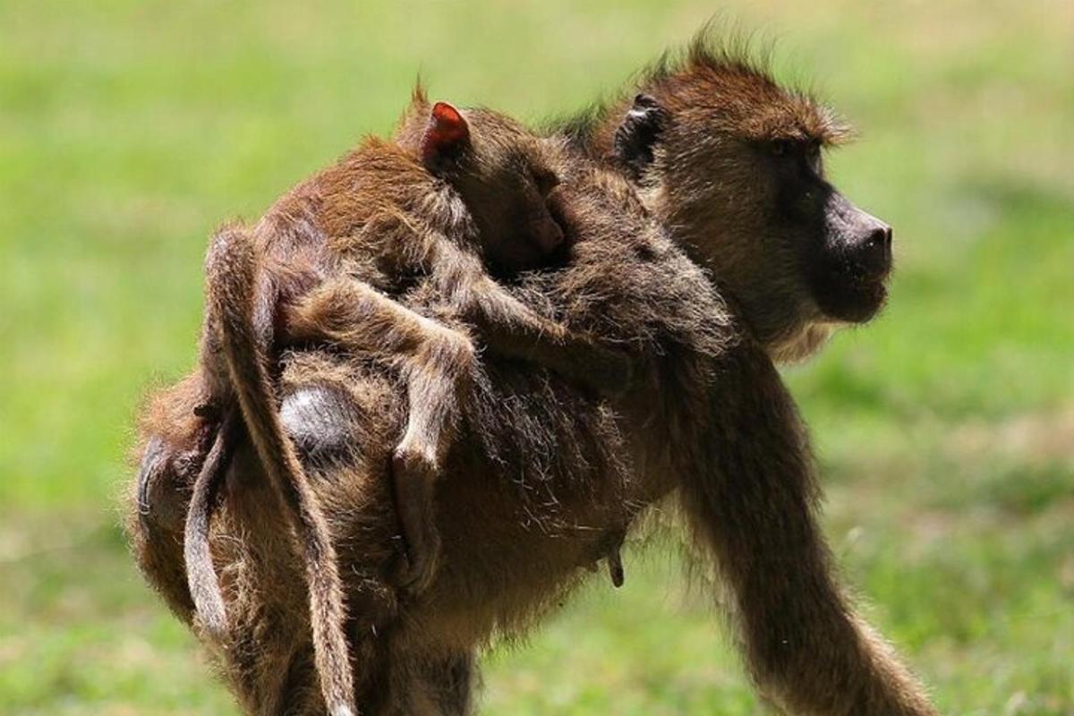 um bebê macaco abraçando sua mãe em um campo