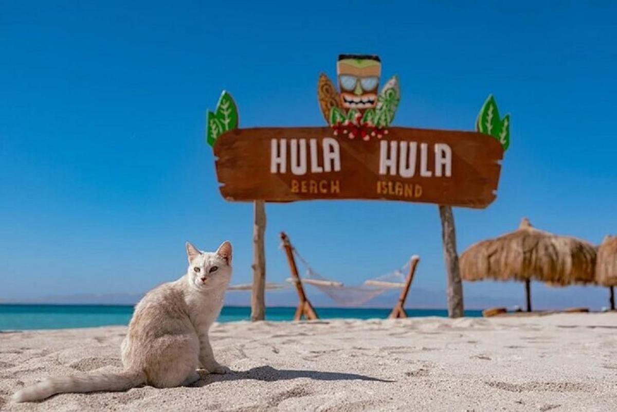 seekor kucing duduk di pantai bersebelahan papan tanda