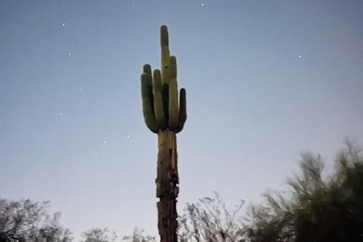 un cactus saguaro in piedi di fronte al cielo