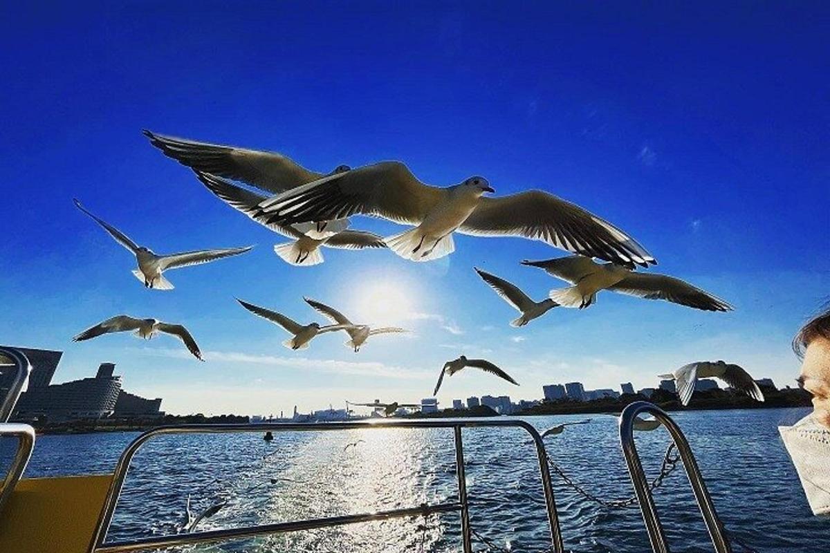 a flock of seagulls flying over a boat