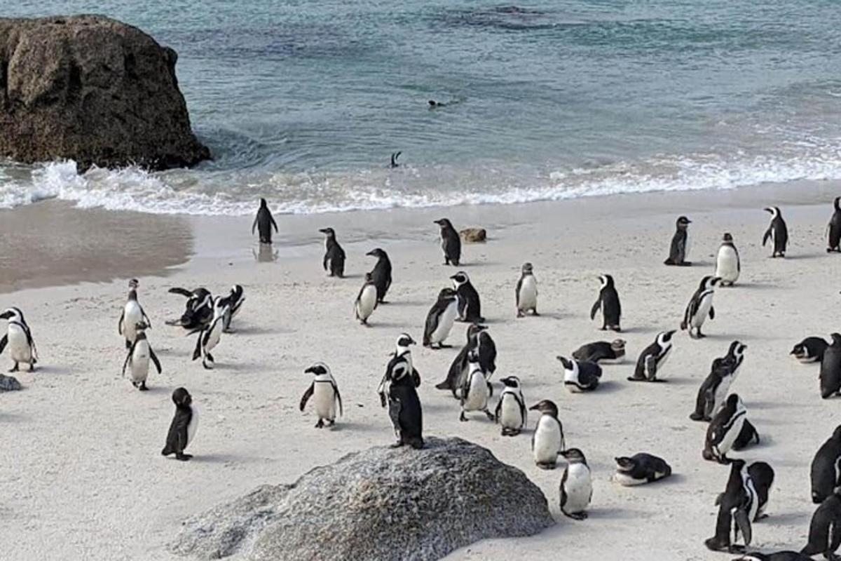 un gruppo di pinguini in piedi su una spiaggia
