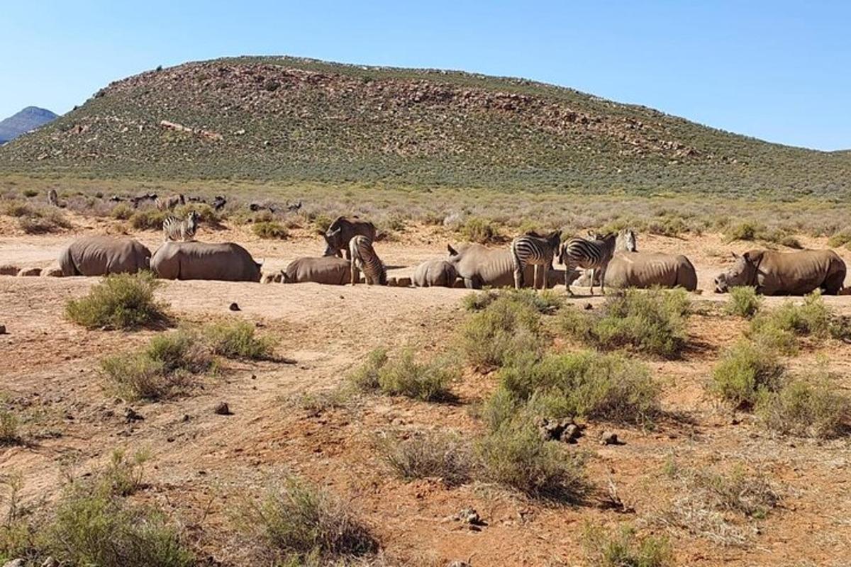 una manada de cebras y otros animales en un campo