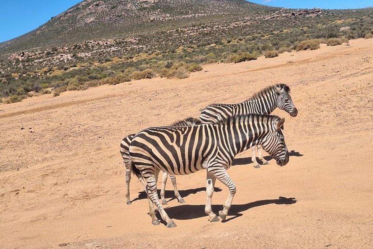 dos cebras caminando por un campo de tierra