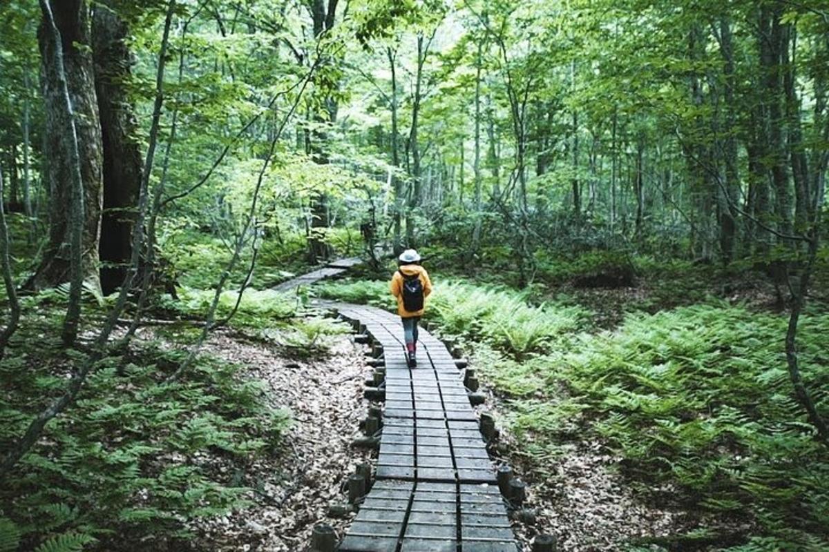 inimene, kes kõnnib metsas rajal