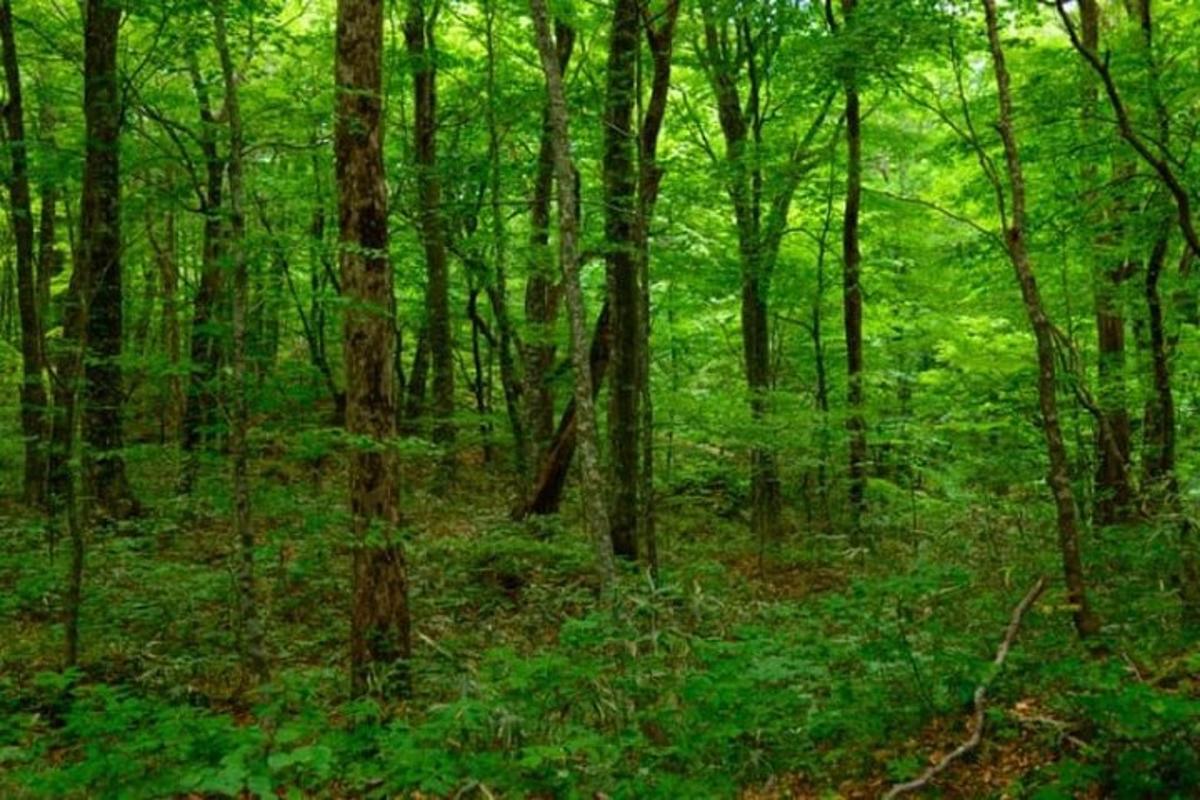 a forest filled with lots of lush green trees