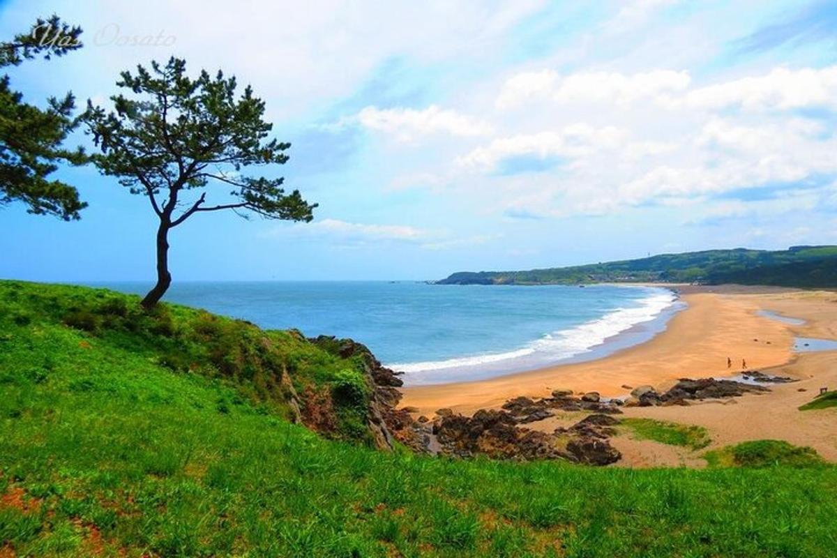 uma árvore em uma colina perto de uma praia