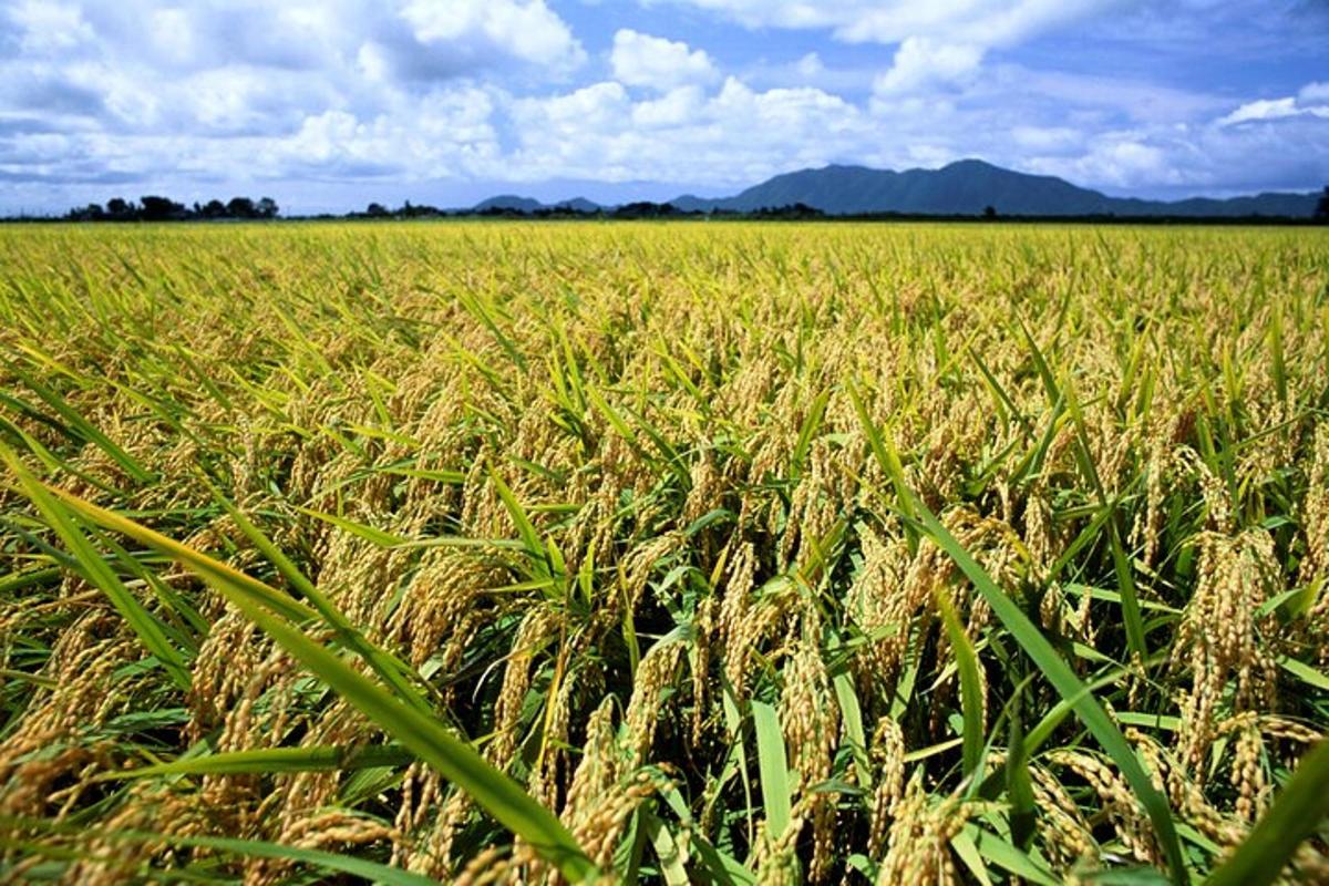 a field of wheat with mountains in the background