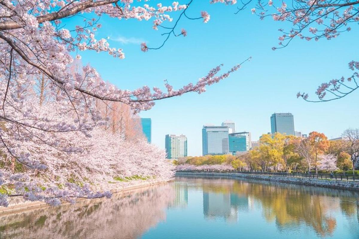 un fiume con alberi di akura e una città sullo sfondo