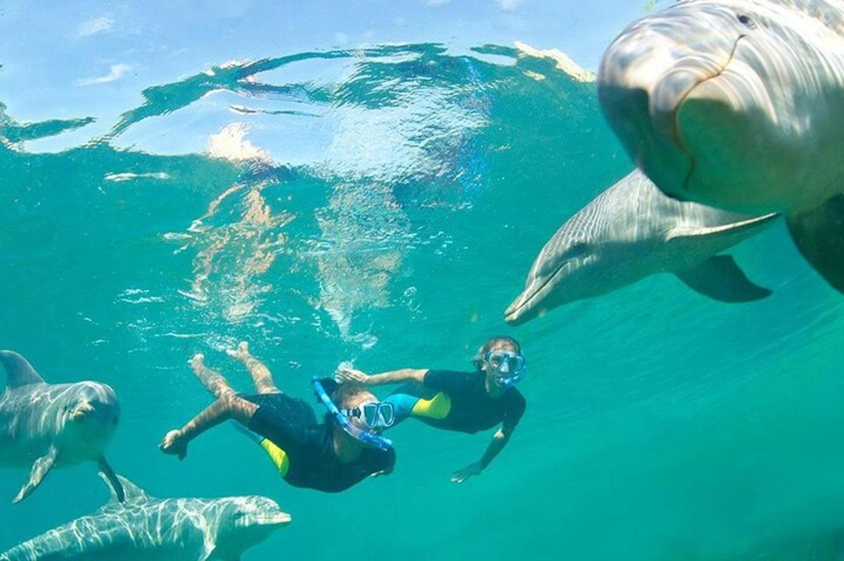 un gruppo di persone che nuotano nell'acqua con i delfini