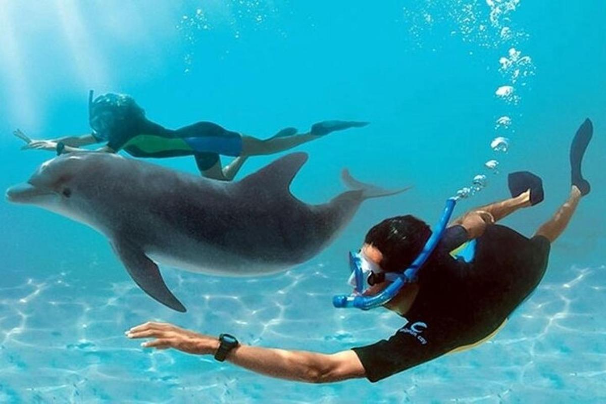 un uomo e un delfino nell'acqua