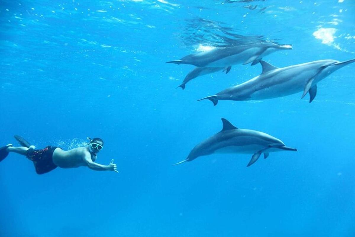 un gruppo di delfini che nuotano nell'acqua