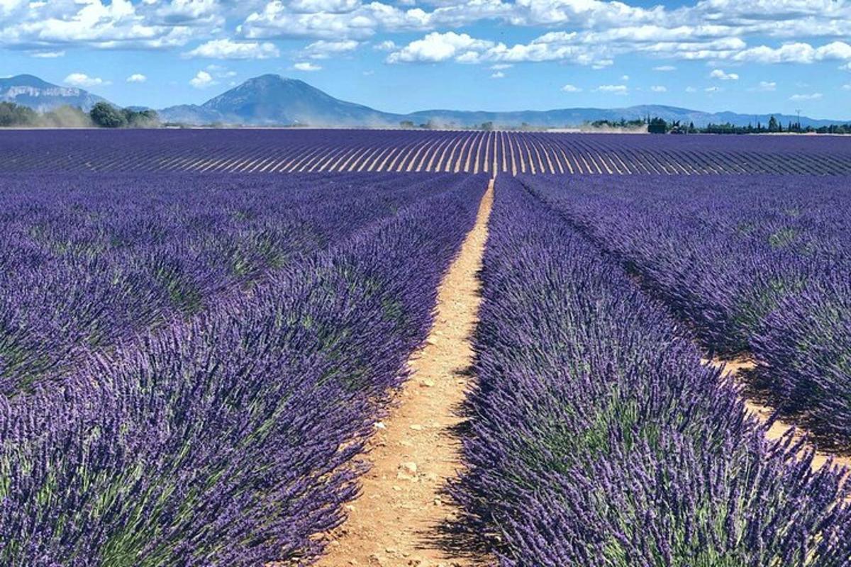pemandangan atas padang lavender dengan jalan tanah