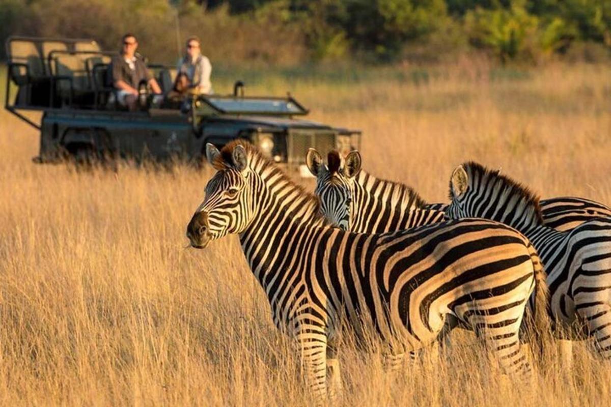 un grup de zebre stând în fața unui vehicul