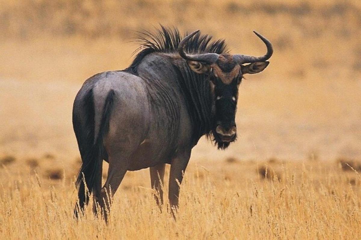 Un animal grande con cuernos largos caminando por un campo.