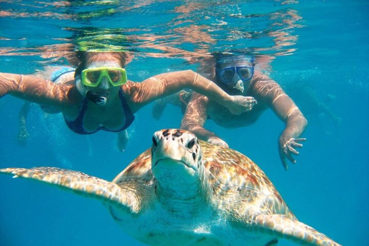 zwei Menschen schwimmen mit einer Schildkröte im Wasser