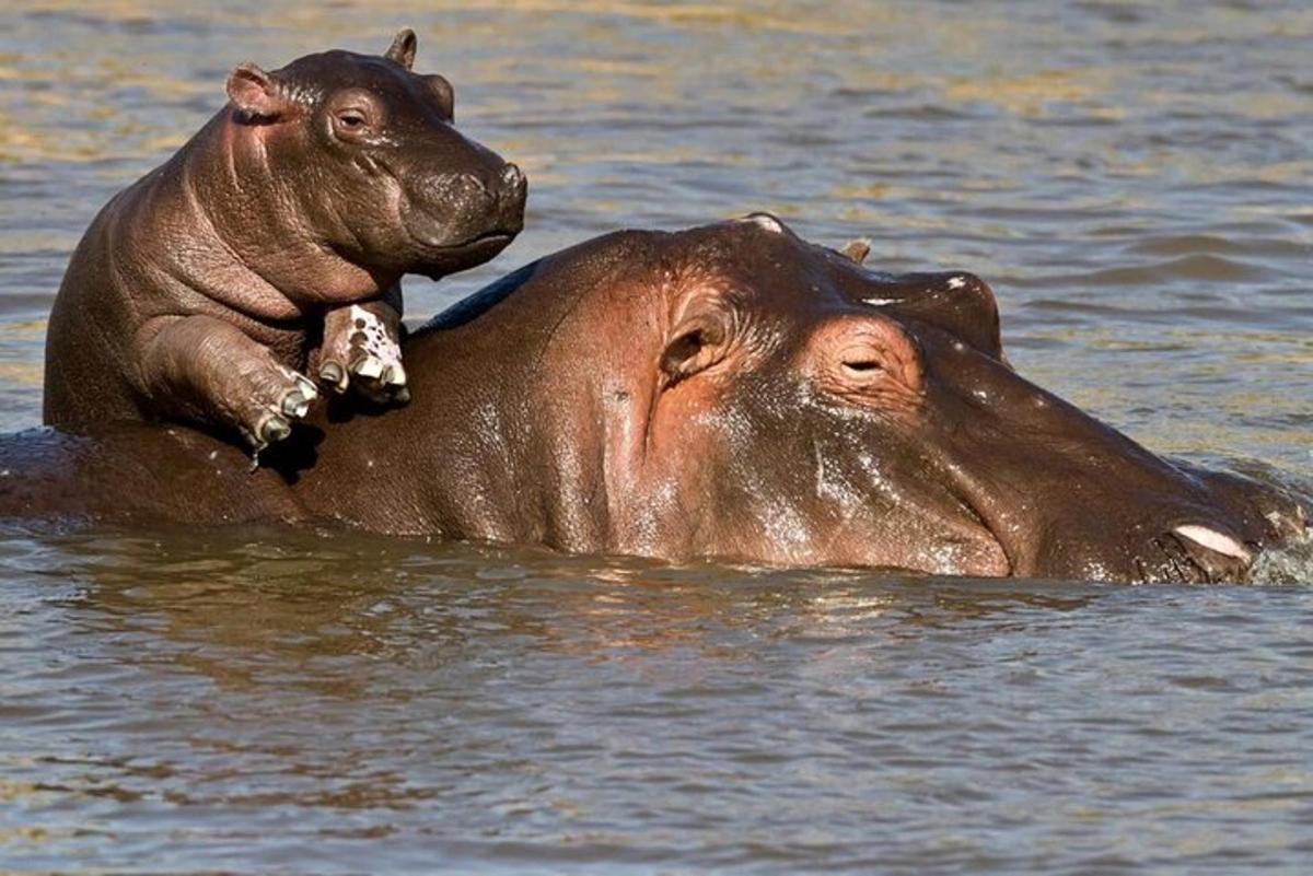 zwei Nilpferde schwimmen im Wasser