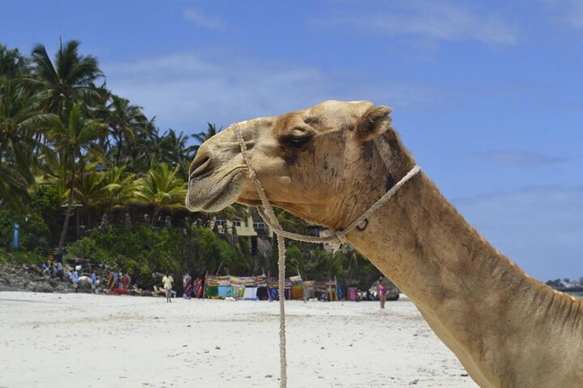 un primer pla d'un camell a la platja