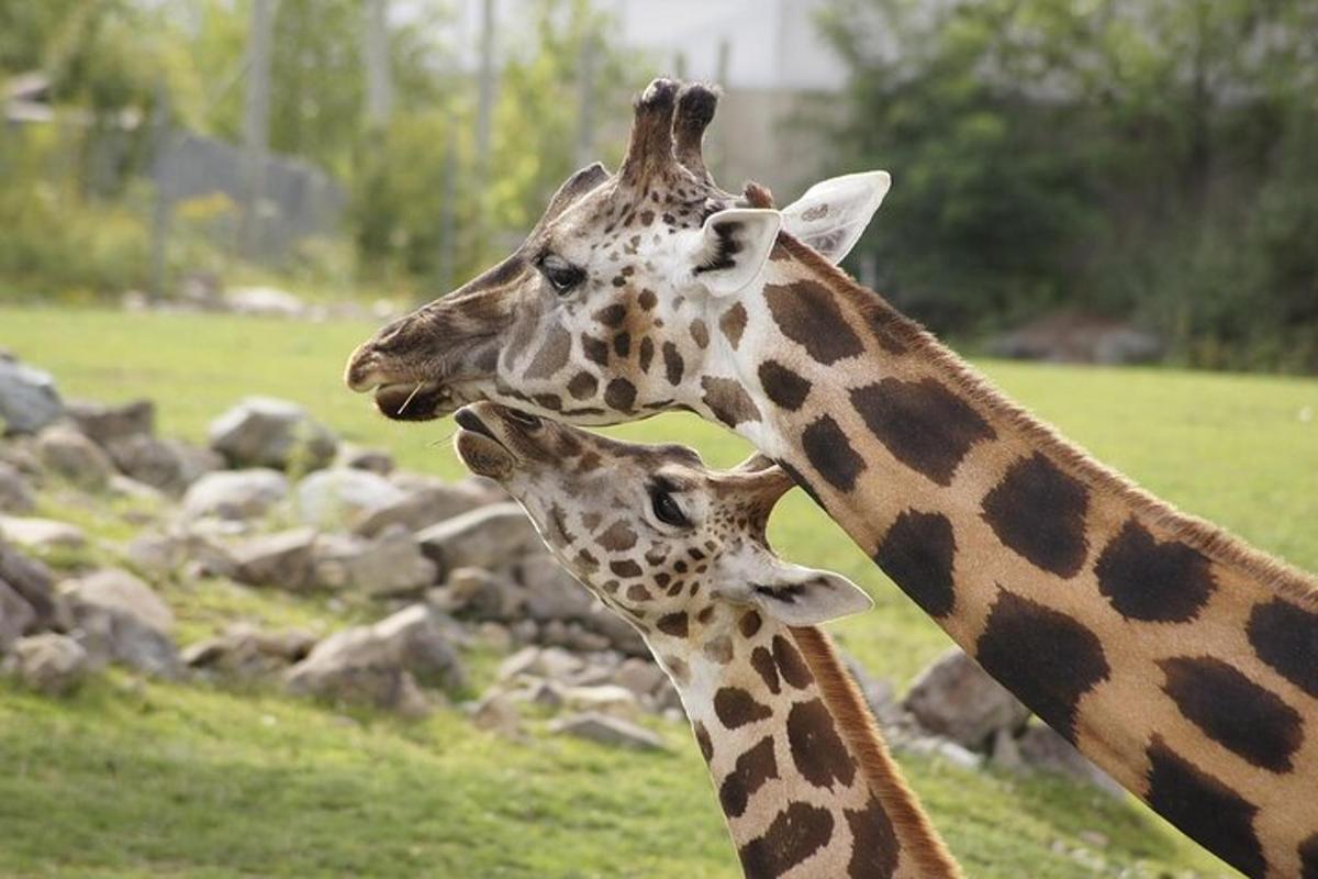 dues girafes dretes una al costat de l'altra en un camp