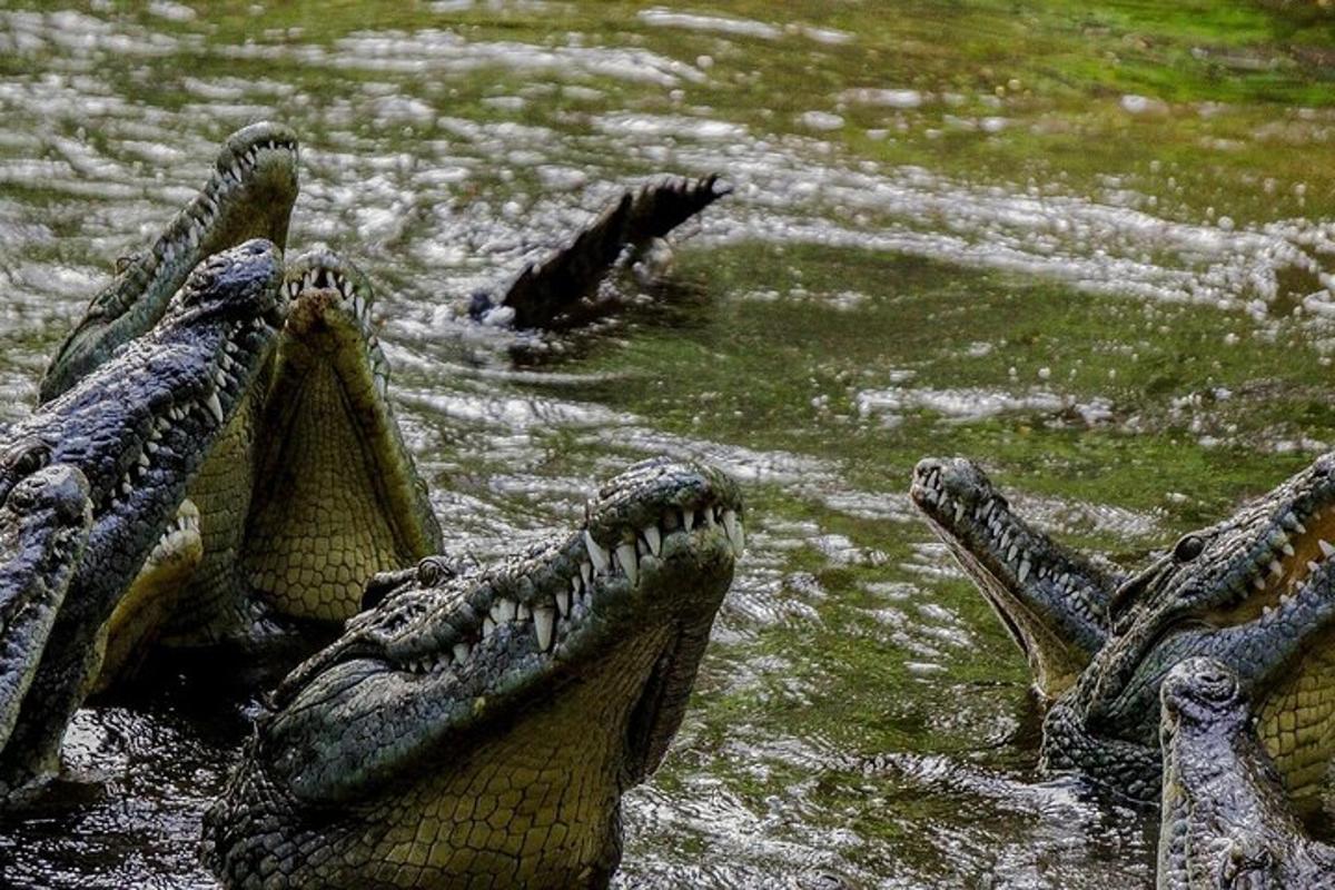 un grup de crocodili întinși în apă
