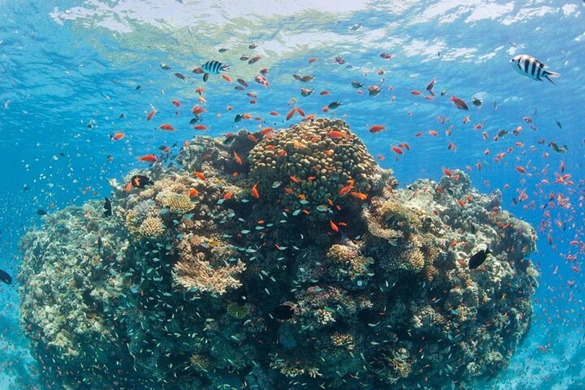 un arrecife de coral con peces en el océano