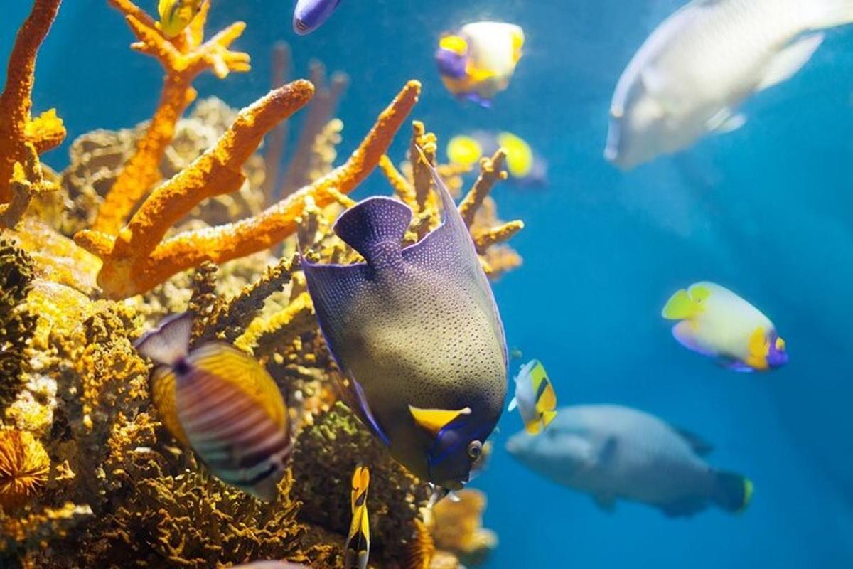 un grupo de peces nadando en un acuario