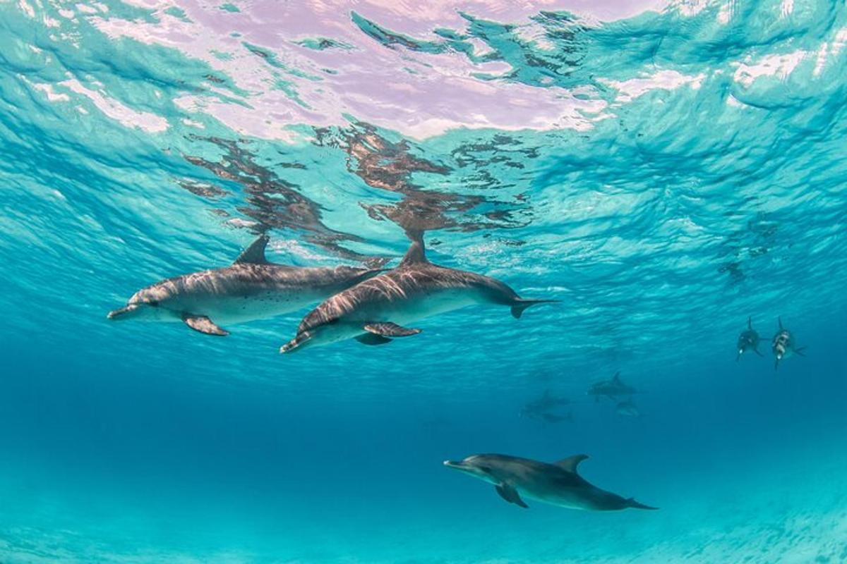 un grupo de delfines nadando en el agua