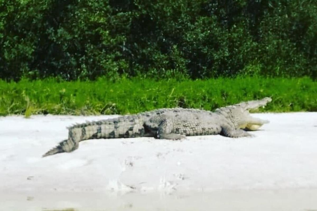 一只鳄鱼躺在沙地上