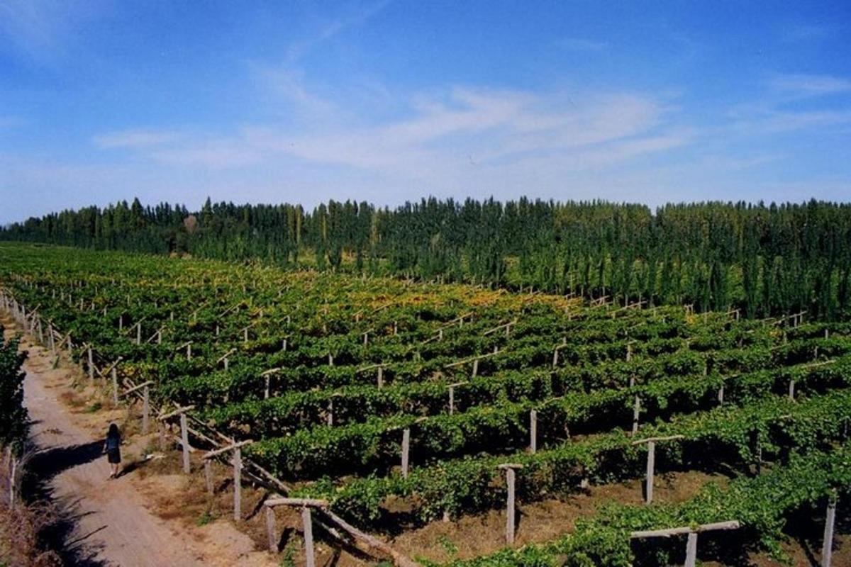 a vineyard with a person standing in the middle of a field