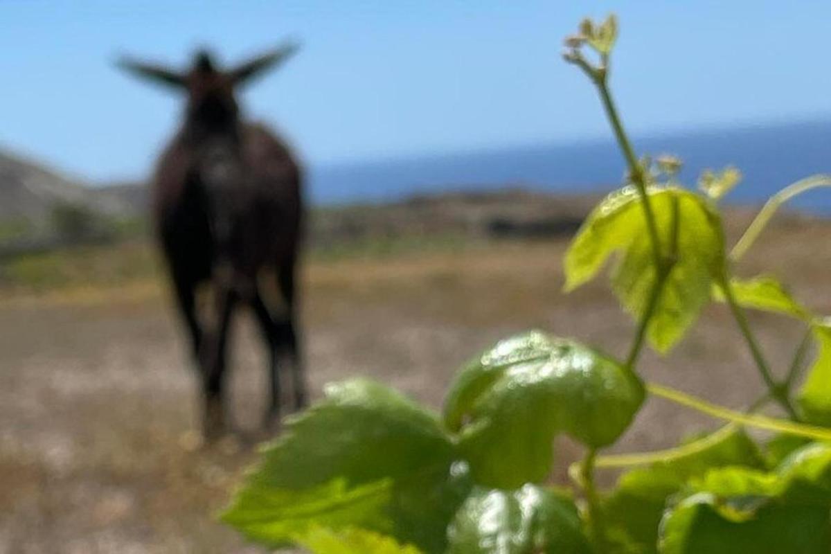 una mucca che cammina lungo una strada sterrata in un campo