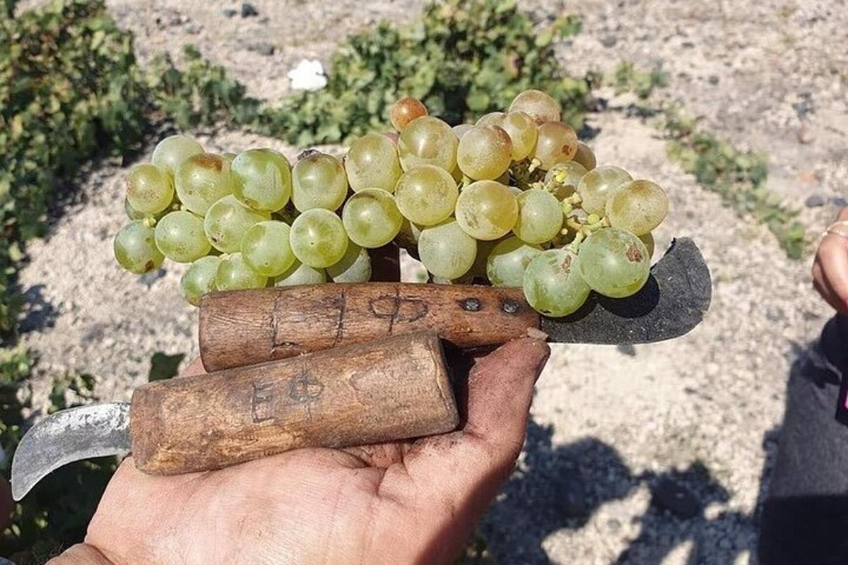 una persona che tiene un grappolo d'uva con un coltello