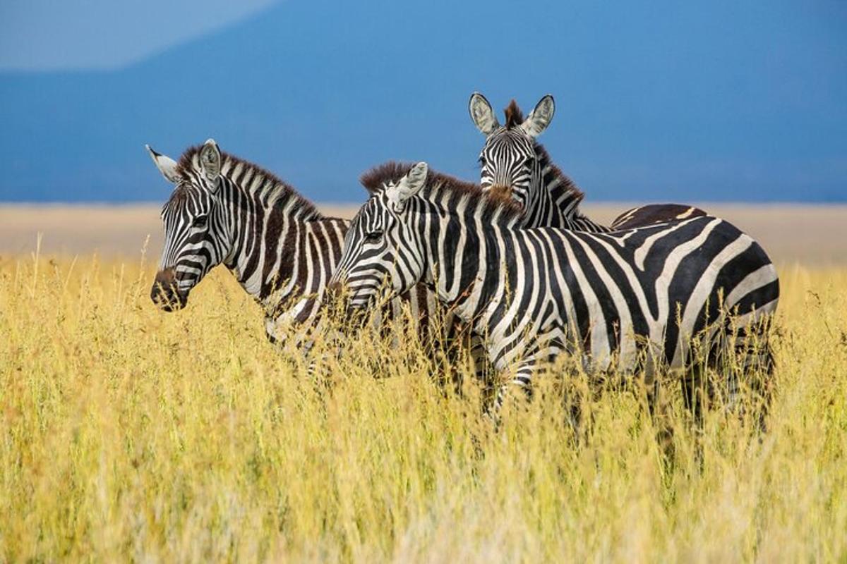 egy csoport zebra áll a magas fűben