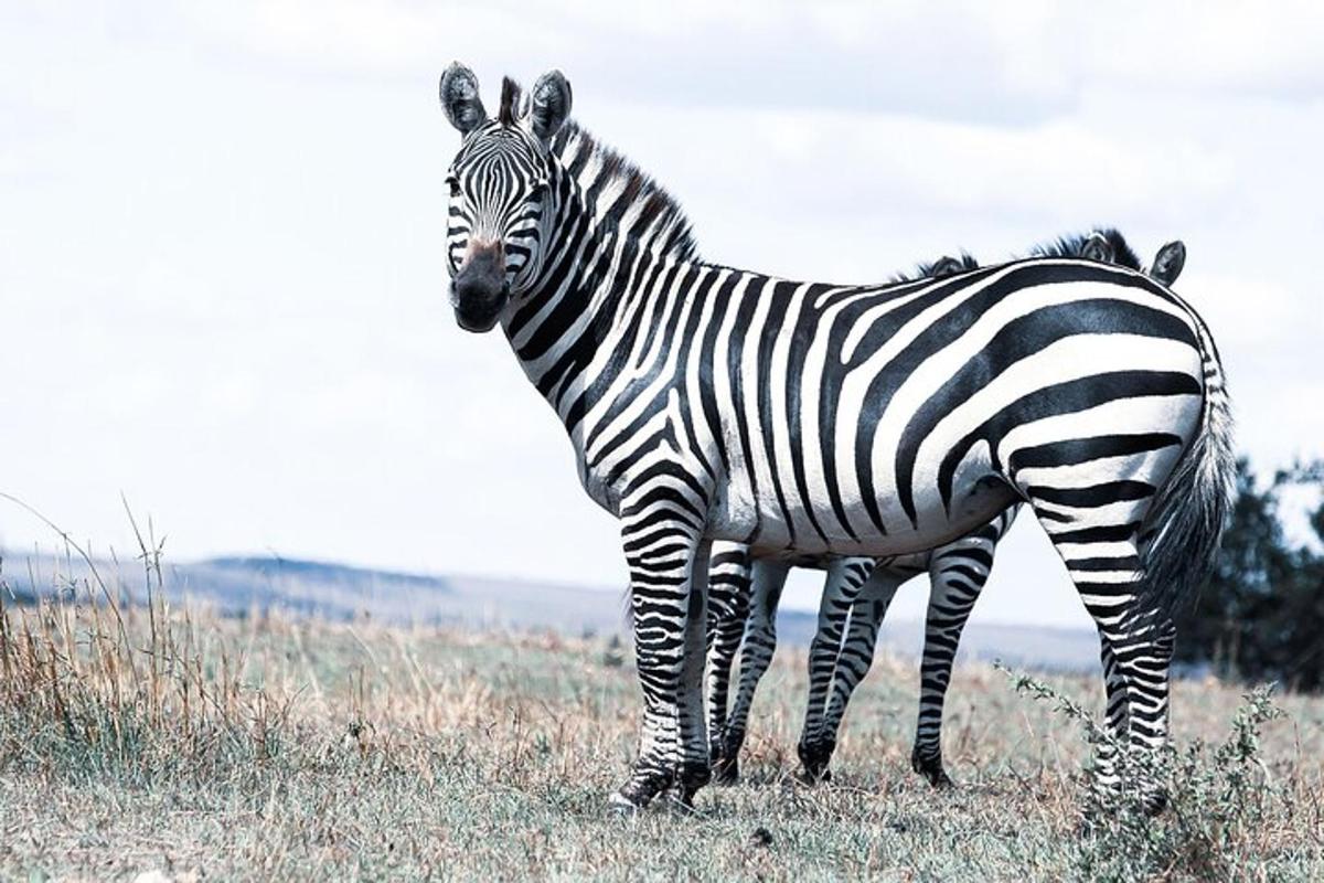 két zebra áll egymás mellett egy mezőn