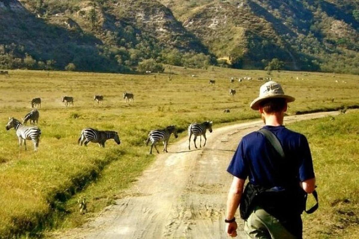 ένας άντρας περπατάει σε έναν χωματόδρομο με ένα κοπάδι ζέβρες