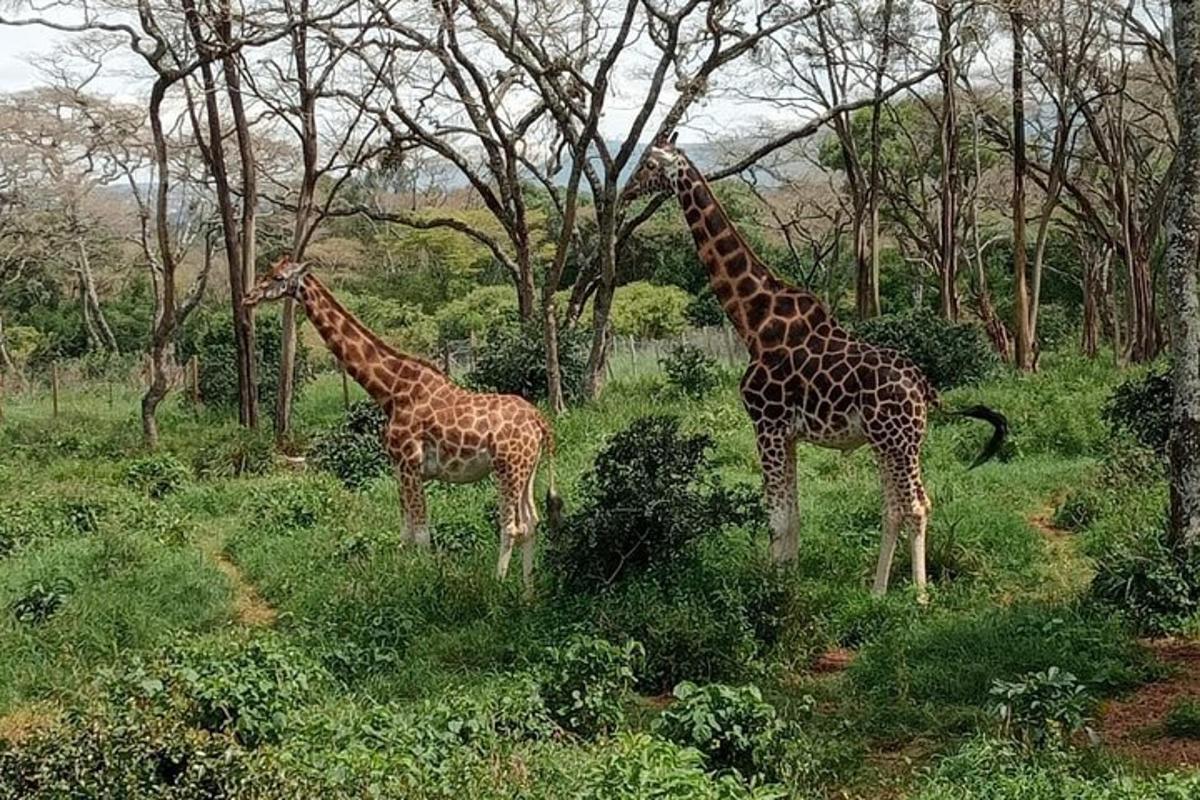 due giraffe in piedi in un campo con alberi