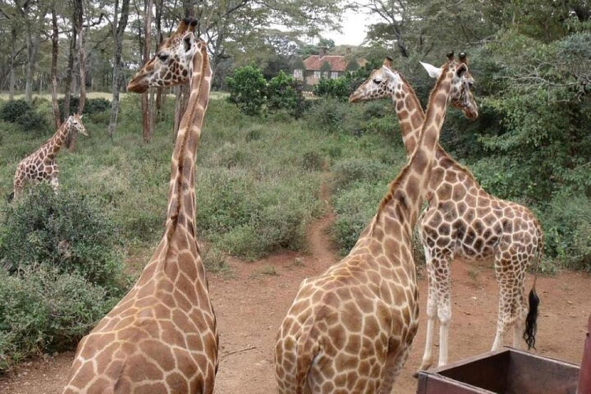 un gruppo di giraffe in piedi in un campo