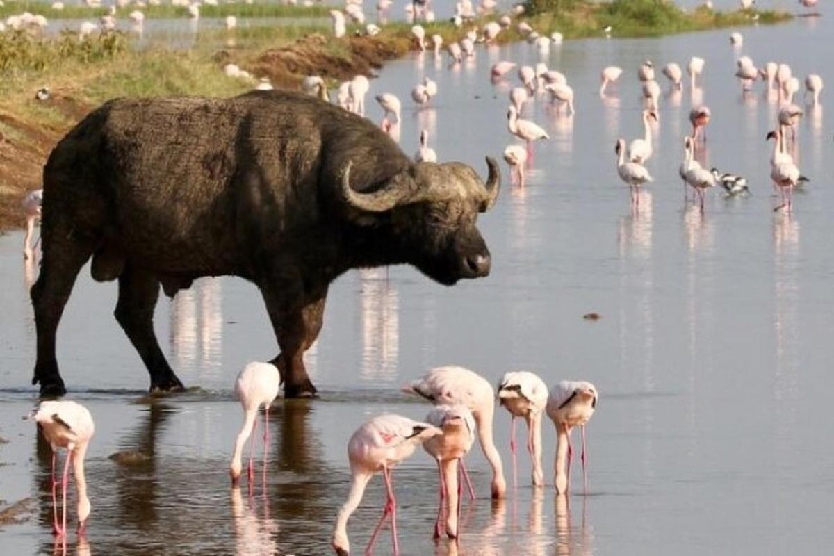 seekor banteng berdiri di air di samping flamingo merah muda