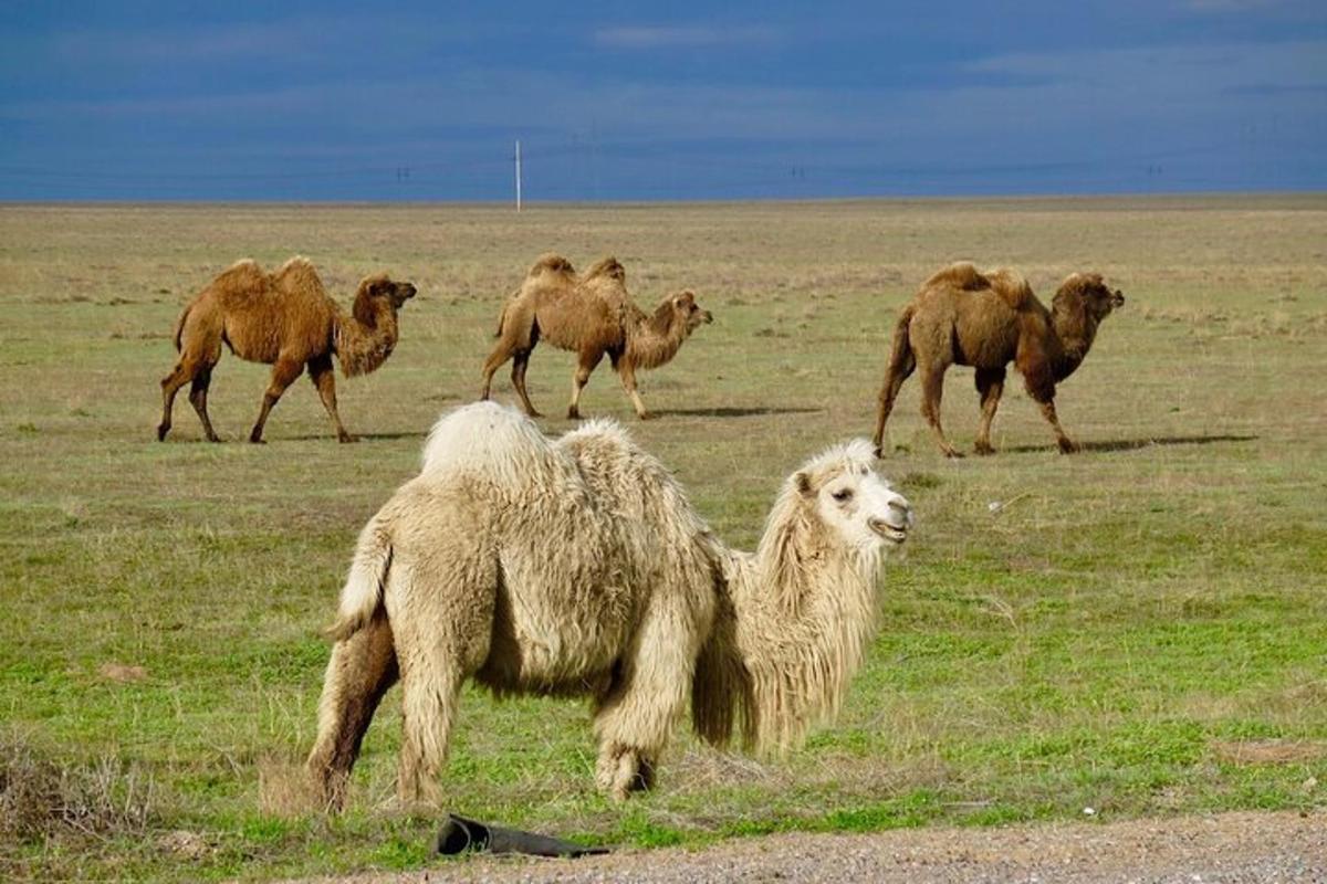 um rebanho de ovelhas e camelos em um campo