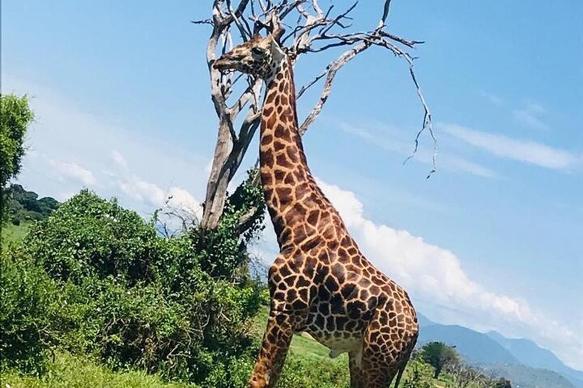une girafe se tient à côté d'un arbre