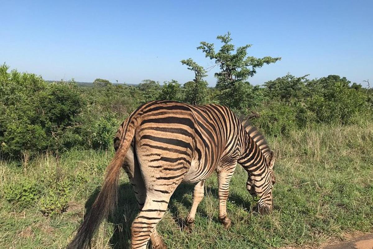 zebra pasoucí se v trávě na poli