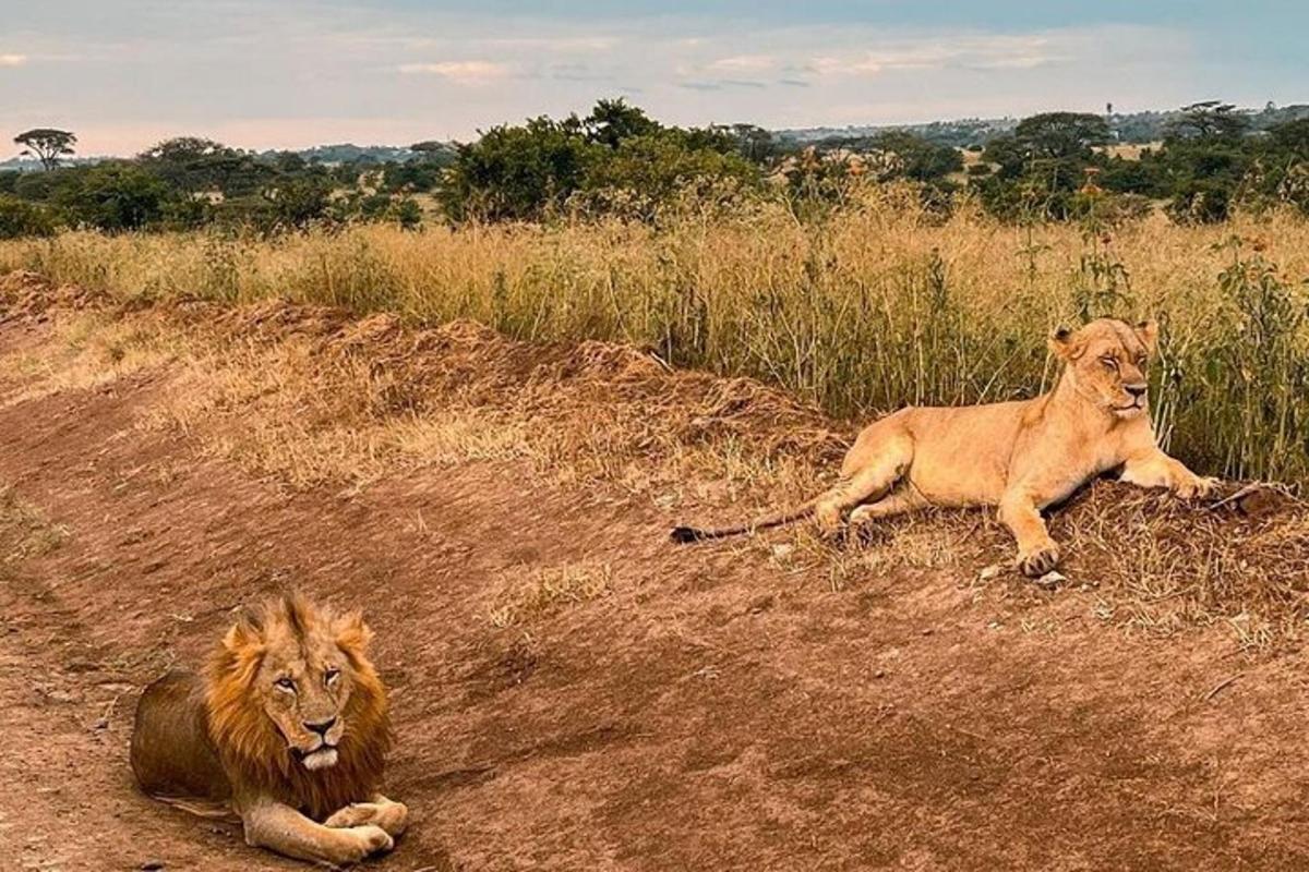 Dos leones tumbados en el suelo en un campo