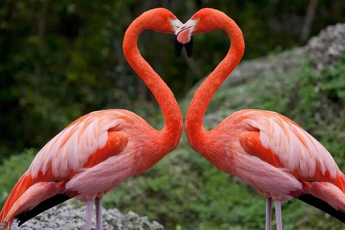 dua flamingo berdiri bersebelahan membentuk hati