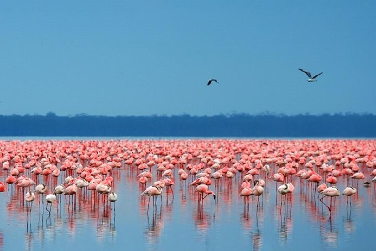sekawan besar flamingo berdiri di dalam air
