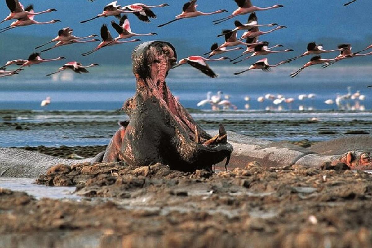seorang lelaki duduk di pantai dengan sekawan burung