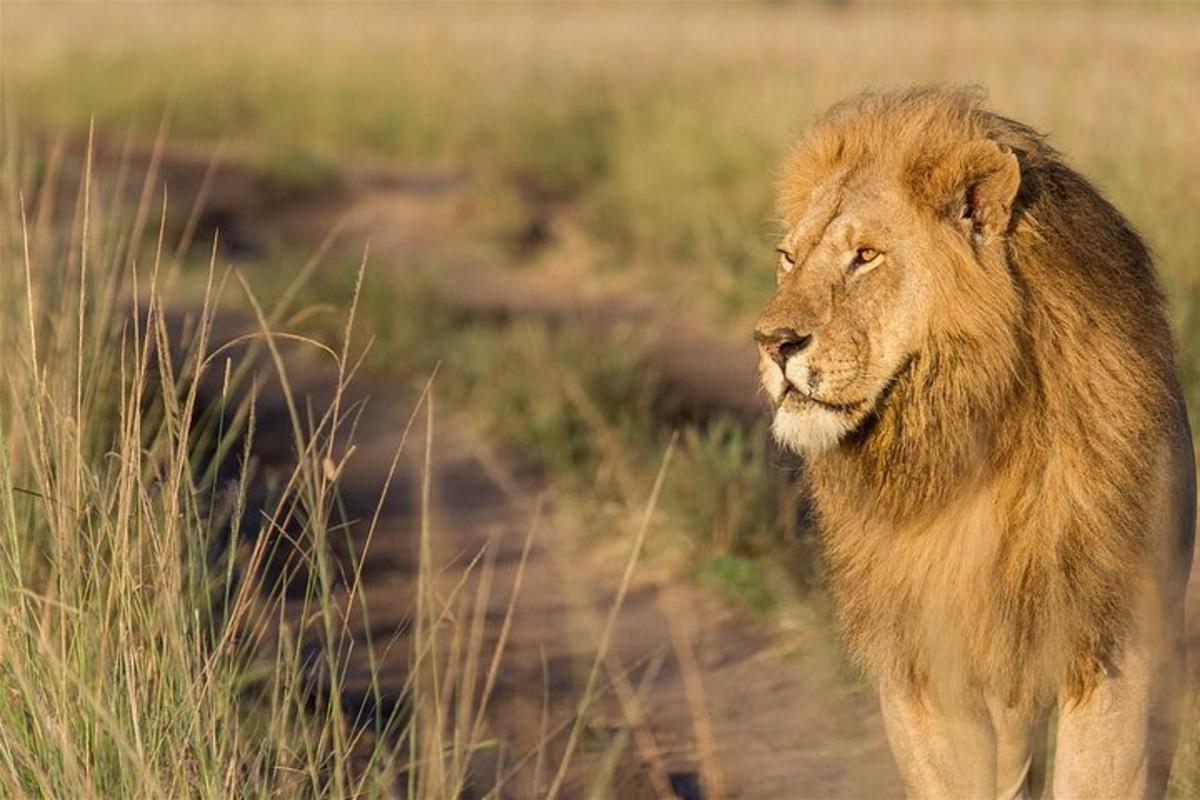 a lion walking in a field of tall grass