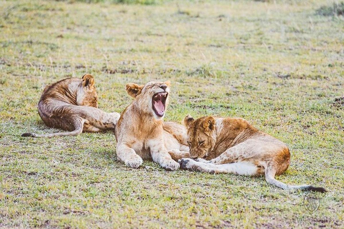 two lions laying on the grass with their mouths