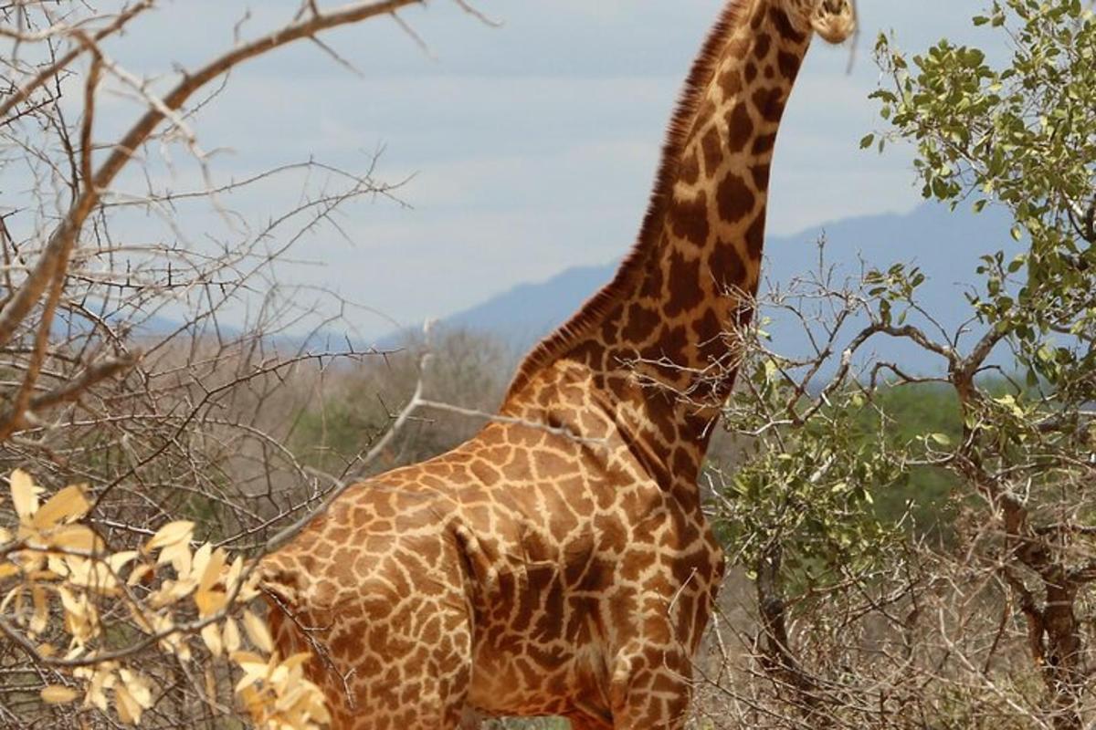 Una jirafa parada junto a un árbol en un campo.