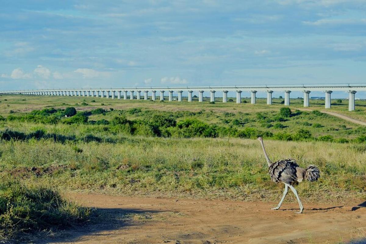 Un avestruz caminando por un camino de tierra con un puente al fondo.