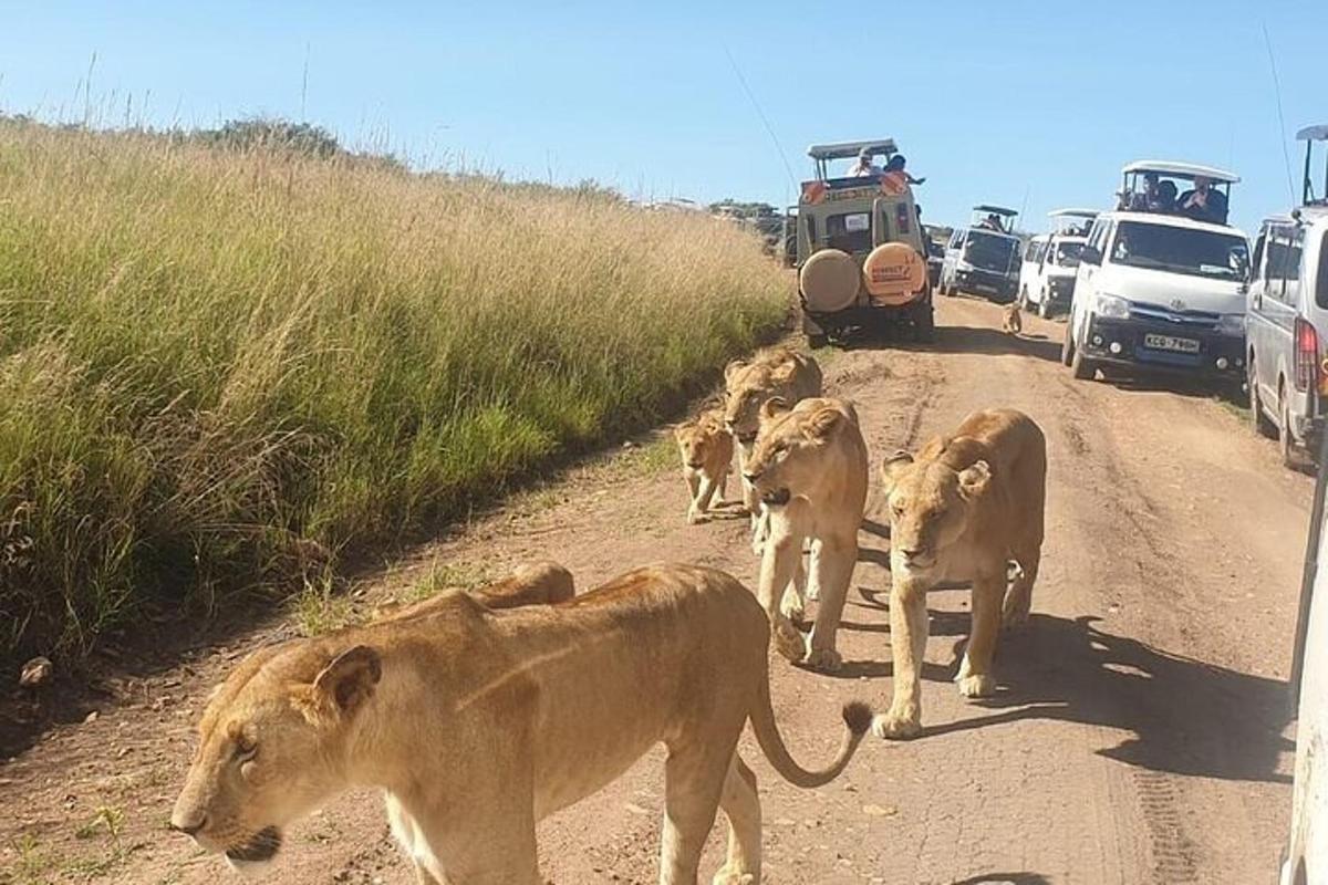 un gruppo di leoni che camminano lungo una strada sterrata