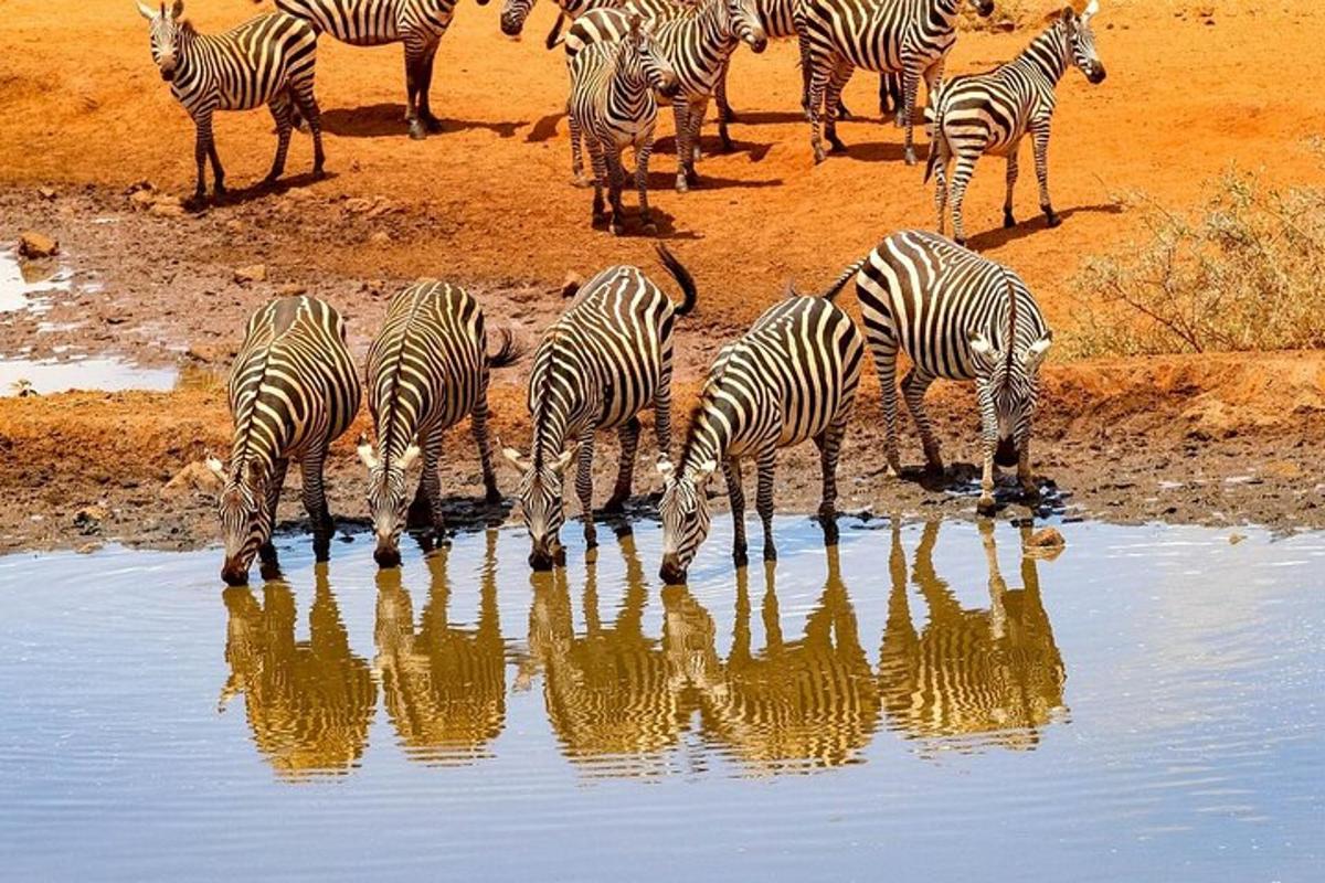 una mandria di zebre che bevono dall'acqua