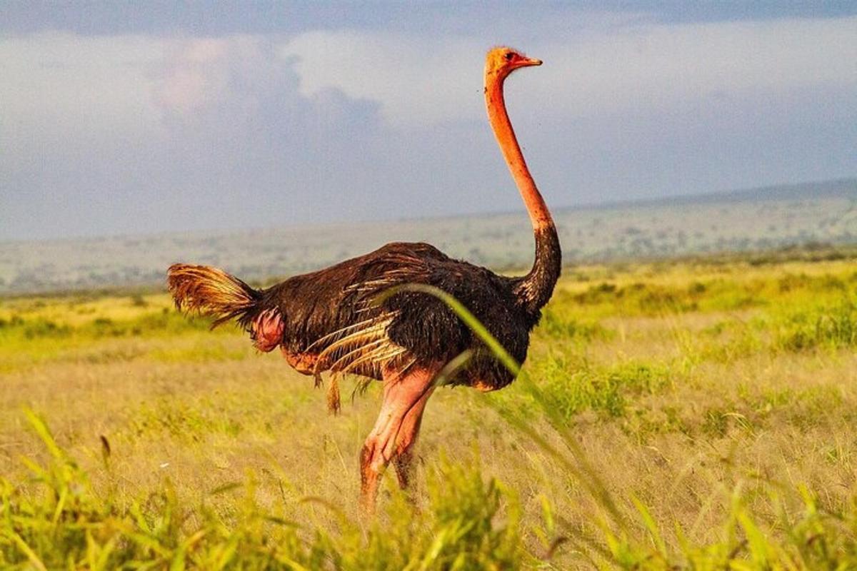 uno struzzo che cammina in un campo d'erba